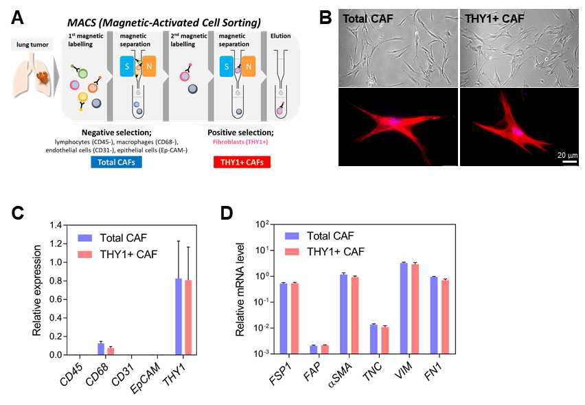 Isolation and characterization of CAFs. A. Total CAFs and THY1+ CAFs were isolated from lung tumors by magnetic-activated cell sorting (MACS). Total CAFs were collected after negative selection using antibodies against CD45 (a lymphocyte marker), CD68 (a macrophage marker), CD31 (an endothelial cell marker), and Ep-CAM (an epithelial cell marker). THY1+ CAFs were then isolated with anti-THY1 antibodies. B. Cell morphology of isolated CAFs. Representative phase-contrast (upper) and fluorescence microscopic images (bottom) are shown. Total and THY1+ CAFs were stained with phalloidin conjugated with Alexa 594 (red) and DAPI (blue). C. qRT-PCR of cell type-specific markers in total and THY1+ CAFs. Expression levels were normalized to the RPL32 mRNA level. Mean + SD (n=3). D. qRT-PCR of CAF-specific markers in total and THY1+ CAFs. Mean + SD (n=3)