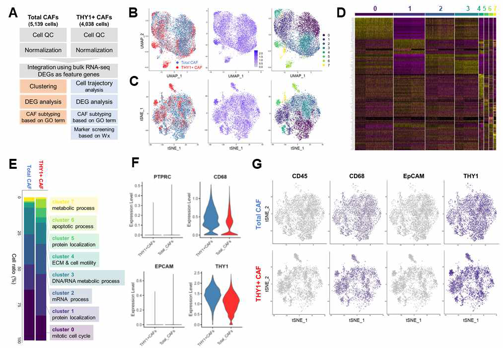 Single cell RNA sequencing (scRNA-seq) of total and THY1+ CAFs A. Diagram showing the overall process from CAF isolation to scRNA-seq analysis. B, C. Clustering of CAFs using the Seurat method. Data were visualized with UMAP (B) or tSNE (C). Total 8 subpopulations were identified. D. Heatmap of cluster-specific marker genes. E. Gene ontology (GO) analysis of cluster-specific marker genes. F. Violin plots showing the expression levels of cell-type specific markers in total and THY1+ CAFs. G. tSNE plots showing the expression patterns of cell type-specific markers in total and THY1+ CAFs