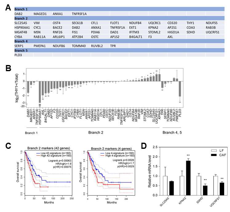 Characterization of branch-specific markers A. List of branch-specific markers B. qRT-PCR of branch-specific markers in total and THY1+ CAFs C. Kaplan-Meier plots showing overall survival of lung adenocarcinoma patients (TCGA data) divided into two groups according to Branch 2 marker gene expression levels. Left: total 41 genes, right: representative 4 genes D. qRT-PCR of Branch 2 marker genes in mouse normal lung fibroblasts (LF) and CAFs