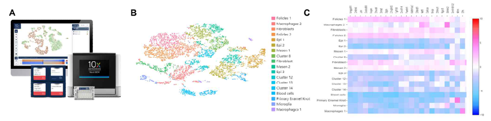 ED 14 치배에 대한 단일세포 전사체 분석. (A) 미세유체기법을 기반으로 세포를 단일세포 수준으로 분석해주는 10X Genomics 시스템 (B) ED 14 치배의 t-SNE 결과 (C) ED 14 치배의 유전자 발현양을 비교한 히트 맵 (heat map) 그래프