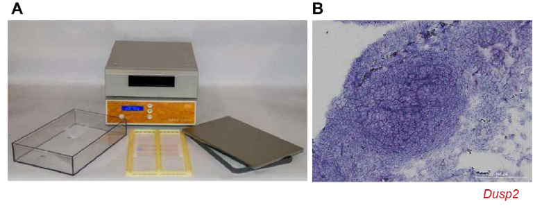 RNA scope 기법을 활용. (A) RNA Scope 기기 (ACD HybEZ™ II Hybridization System) (B) RNA-ISH 방식으로 염색한 파라핀 슬라이드