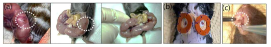 In utero 배아상처모델 제작 과정(a), splint를 이용한 성체의 등 피부 상처 모델(b) 그리고 성체 구강 점막(buccal mucosa) 상처 제작 과정(c)