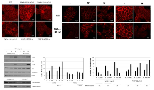 In vitro 치주염 모형의 획립