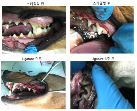 비글개 인공 치주염 모형 구축