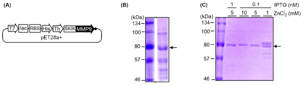 (A) MMP9 발현 벡터 모식도, (B) MMP9 발현 단백질 (C) Autocatalytic enzyme인 MMP9의 fragment화를 방지하기 위한 IPTG 및 ZnCl2 농도 최적화