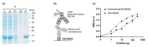 S100A9 단백질 발현 (a) 및 활성 평가 (b,c)