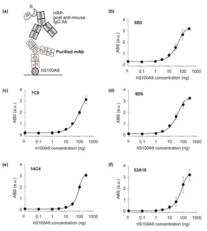 S100A9 인식 단일항체의 항원 결합성 확인