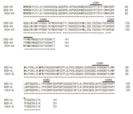 S100A9 인식 단일항체의 염기배열