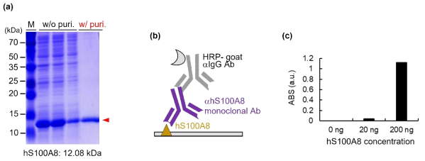 S100A8 단백질 발현정제 및 활성 확인
