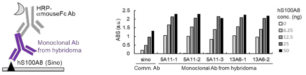 하이브리도마법으로 생산한 S100A8 항체의 항원 결합성