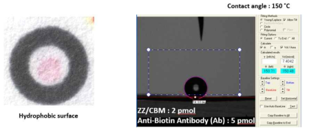 ZZ-CBM / mouse anti-biotin IgG2a complex가 존재하는 종이의 접촉각 측정