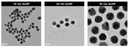 합성된 금 나노 입자의 Transmission Electron Microscopy(TEM) 이미지