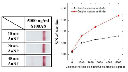 S100A8 키트에 적용한 금 나노 입자 및 capture antibody의 최적화