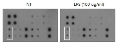 LPS에 의한 세포배양액의 MMP-9의 총량 분석