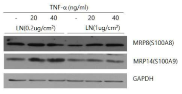 치은상피세포의 S100A8 및 S100A9 단백질의 발현. 서로 다른 농도의 laminin-332(LN) 코팅된 조건에서 24시간 배양 후 24시간 동안 TNF-α 첨가