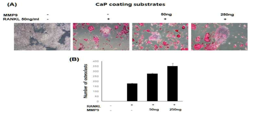 MMP-9의 osteoclas의 분화: RAW264.7을 CaP가 코팅 된 28 well dish에 1 X 104 개씩 seeding하고 FBS 10%의 배지 조건에서 osteoclast 분화를 위해 RANKL 및 M-CSF를 첨가하고 MMP-9을 50, 250 ng/ml 농도로 처리하고 5일 동안 배양함