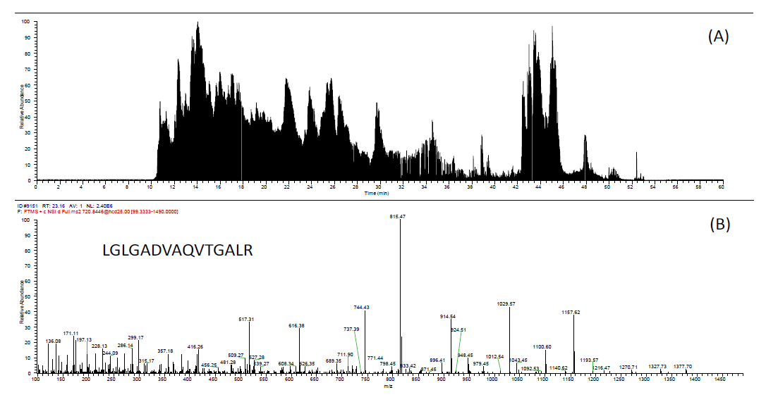 타액 단백질 동정에서 나타난 LC-MS/MS (A) Total Ion Chromatogram과 (B) MMP-9 펩타이드 LGLGADVAQVTGALR의 MS/MS 결과