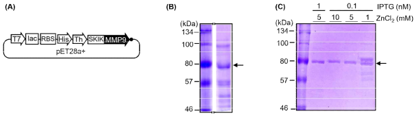 (A) MMP9 발현 벡터 모식도, (B) MMP9 발현 단백질 (C) Autocatalytic enzyme인 MMP9의 fragment화를 방지하기 위한 IPTG 및 ZnCl2 농도 최적화