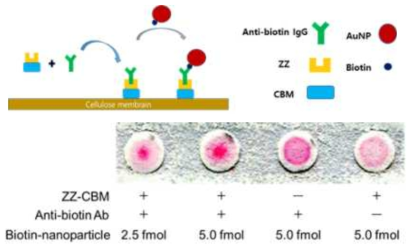 ZZ-CBM 융합단백질을 매개로 한 항체 고정화 모듈 테스트