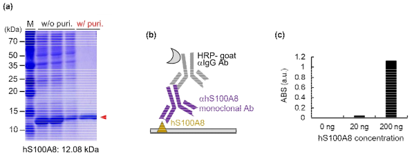 S100A8 단백질 발현정제 및 활성 확인