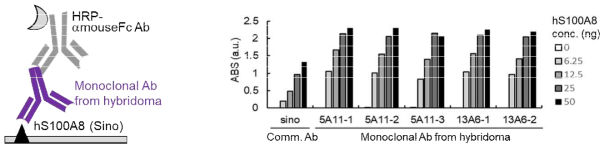 하이브리도마법으로 생산한 S100A8 항체의 항원 결합성