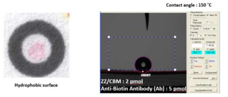 ZZ-CBM / mouse anti-biotin IgG2a complex가 존재하는 종이의 접촉각 측정