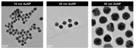 합성된 금 나노 입자의 Transmission Electron Microscopy(TEM) 이미지