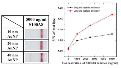 S100A8 키트에 적용한 금 나노 입자 및 capture antibody의 최적화