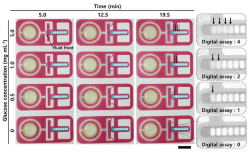 포도당 농도와 시간에 따른 디지털 어세이 장치의 모습 및 최종 결과