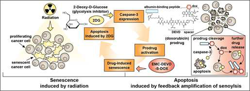 방사선 유도 senescent 종양에 2DG 병용으로 MPD-1의 활성을 유도하는 모식도
