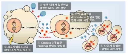 다양한 세포사멸 유도자극으로 활성화 될 수 있는 MPD-1의 약리효과