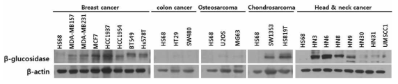 다양한 세포주의 β-glucosidase 발현 양의 비교