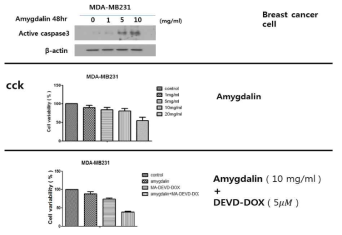 MDA-MB231 유방암세포주의 amygdalin에 의한 caspase-3의 유도, 세포사멸 및 MPD-1과의 병용요법에 의한 세포 실험상의 항암효과