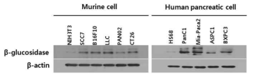 췌장암 세포주의 β-glucosidase 발현: Western Blot