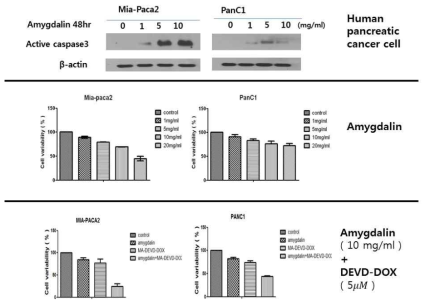 amygdalin에 의한 caspase-3의 유도 및 세포 사멸효과, MPD-1과의 병용 투여를 통한 in vitro 조건 상에서의 항암 치료 효과