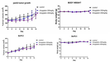 두 가지 용량의 amygdalin에 의한 PAN02와 BxPC3 종양성장저해효과 및 체중 변화