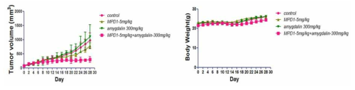 MDA-MB231 종양이식 마우스 내 MPD-1/amygdalin 병용치료의 종양성장 저해효과