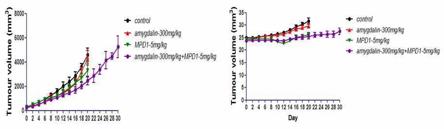 SCC7 종양이식 마우스에서의 MPD-1, amygdalin, 병용치료의 종양성장 저해효과