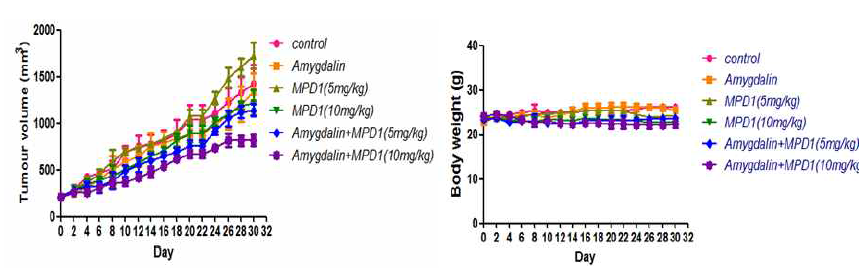 BxPC3 췌장암 모델: MPD-1/amygdalin 병용요법의 치료효능 및 체중 변화 곡선