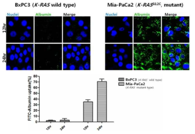 K-RAS 유전자 변이 여부에 따른 췌장암 세포주의 알부민 흡수율 차이