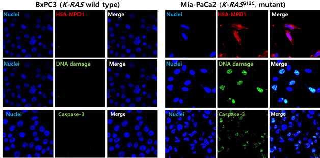 BxPC3와 Mia-PaCa2 세포의 ALB-MPD-1의 세포 내 흡수율 차이, ALB-MPD-1의 흡수에 따른 세포의 DNA 손상, caspase-3의 발현