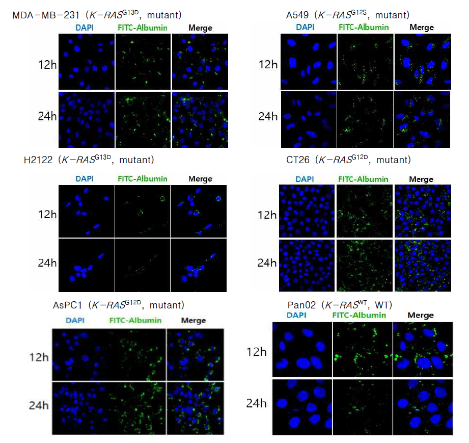 K-RAS 유전자가 변이된 세포주들의 알부민 흡수