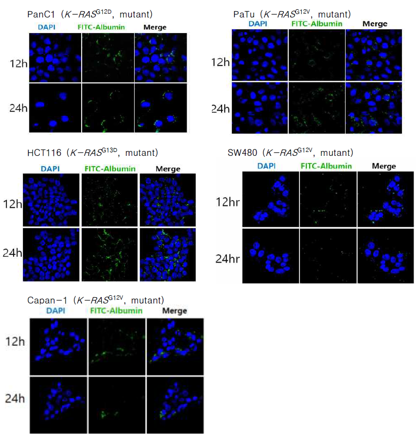 K-RAS 유전자가 변이된 세포주들의 알부민 흡수