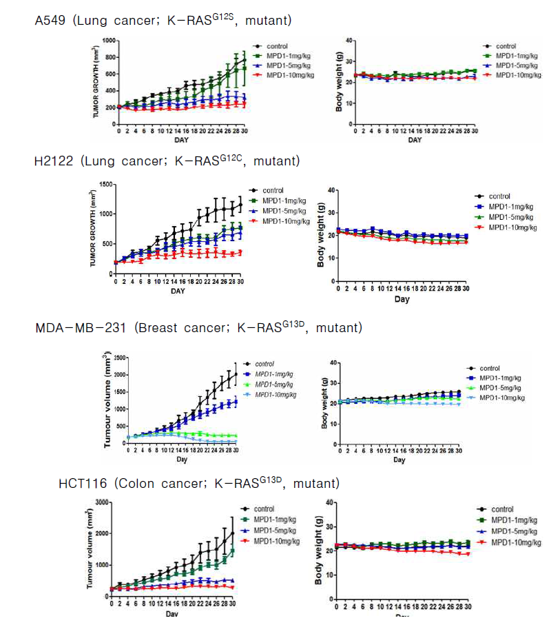 K-RAS 유전자 변이 유방암, 대장암 모델의 MPD-1 종양 성장 억제 효과 및 체중 변화