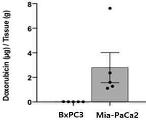 MPD-1 투여 후 종양 조직 내 doxorubicin 비교 (Mia-Paca2 vs. BxPC3)