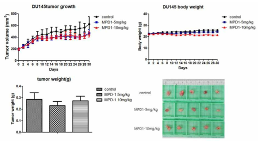 DU145 종양 모델 내 MPD-1의 종양 성장 억제 효과와 체중 변화