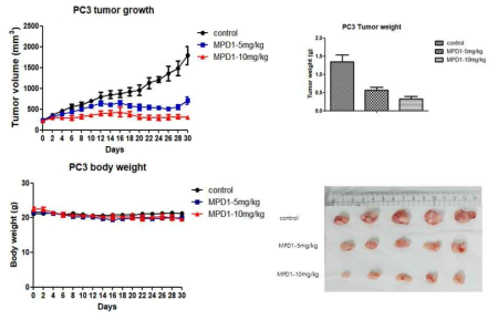 PC3 종양 모델 내 MPD-1의 종양 성장 억제 효과와 체중 변화