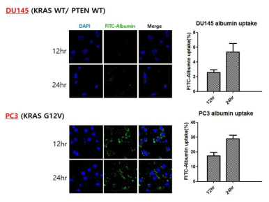 DU145와 PC3 종양 세포의 알부민 흡수율의 비교 24시간/48시간