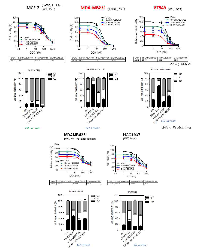 5종 유방암 세포주의 doxorubicin/ATR inhibitor 병용 처리 후 세포생존률 및 분열 phase