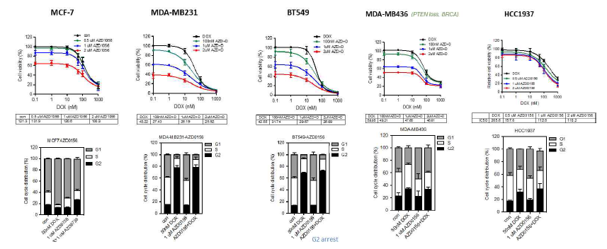 5종 유방암 세포주의 doxorubicin/ATM inhibitor 병용 처리 후 생존률 및 분열 phase